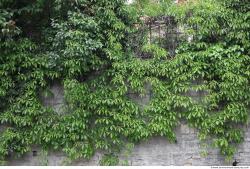 Photo Textures of Ivy